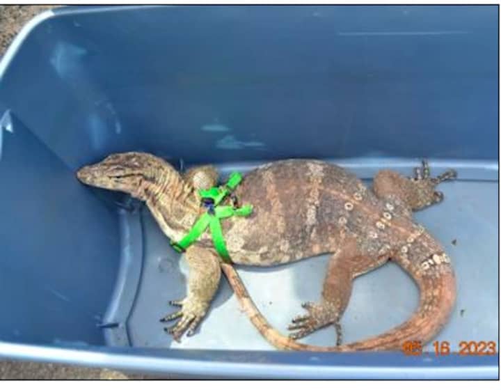 The Asian water monitor lizard seized in Sullivan County.