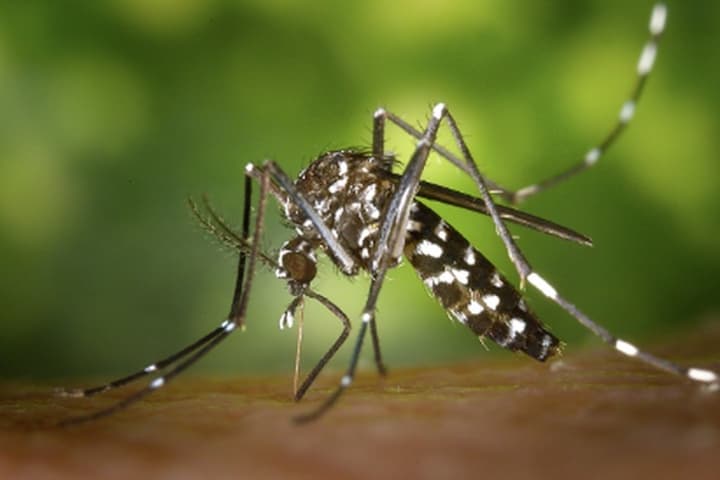 Mosquitos carry West Nile Virus.
