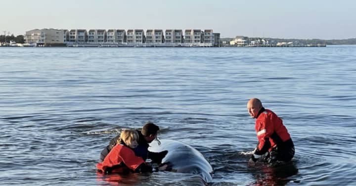 Specialists with the Marine Mammal Stranding Center work to free a minke whale.