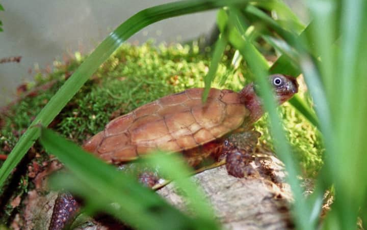 The black-breasted leaf turtle is an endangered species