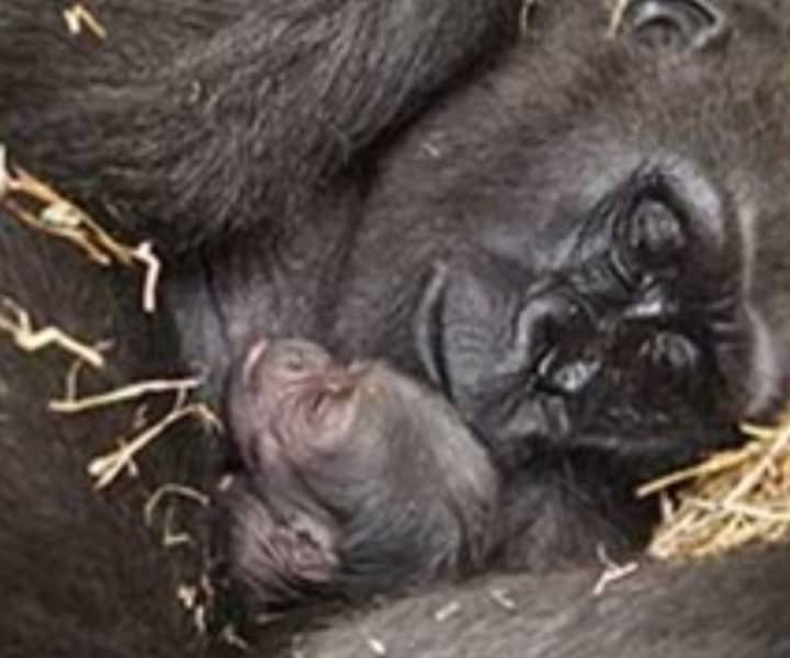Baby gorilla with mom