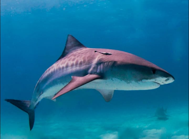 A Tiger shark