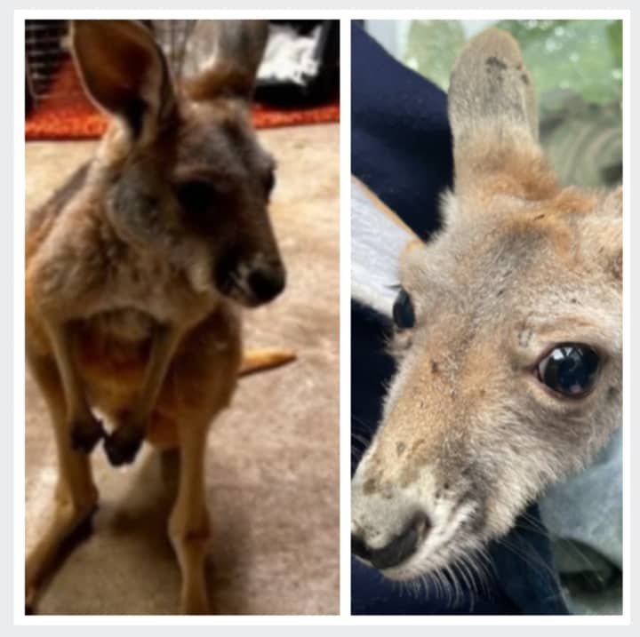 The 6-month-old kangaroo that was found in a closet after being listed for sale on Facebook Marletplace.