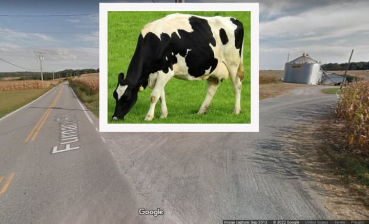 A cow and the streets near the farm where a cow was shot.