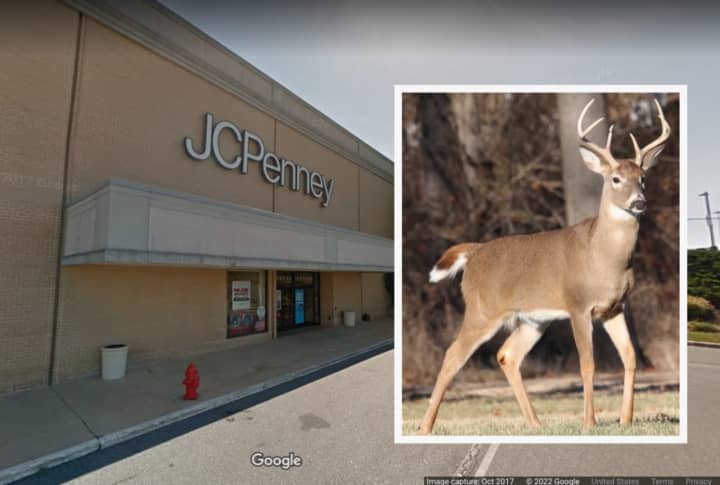 A stock image of a buck and the JCPenny&#x27;s at Park City Center in Lancaster.