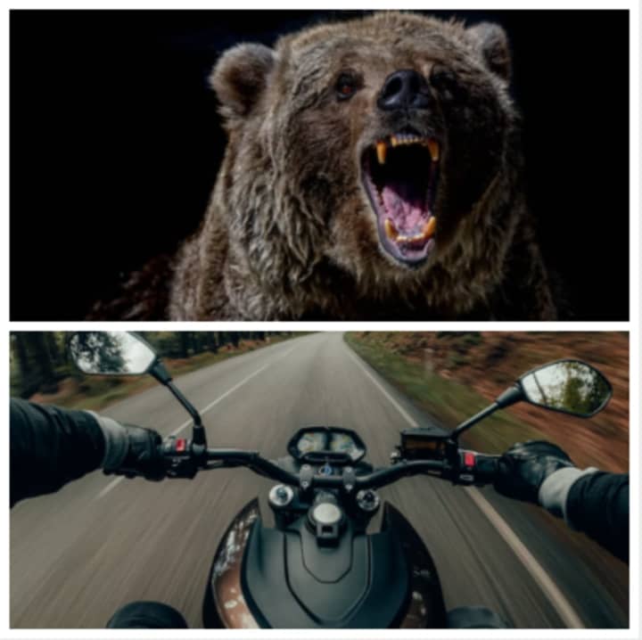 A bear and a motorcycle.