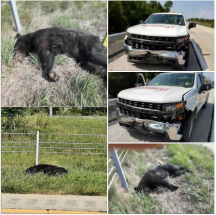The dead bear and the damaged pickup truck that struck it.