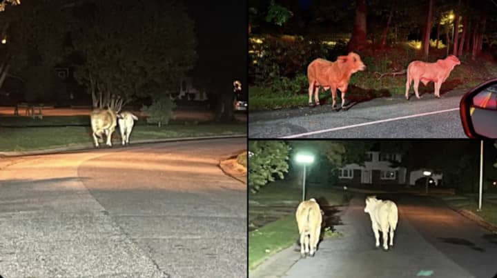 The latest sighting of the cows in Maryland.