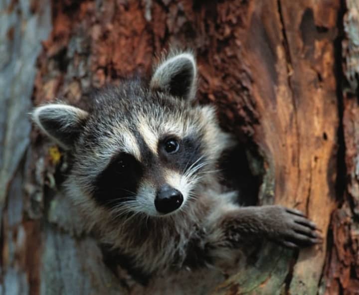 A raccoon tested positive for rabies in&nbsp;Arundel County, health officials said. (not actual raccoon)