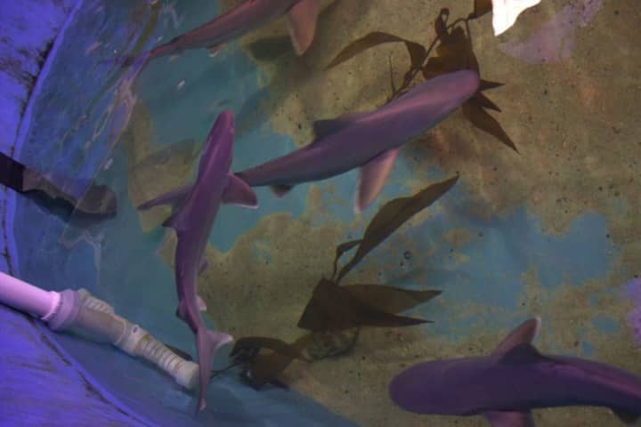 The sandbar sharks discovered in the basement pool.