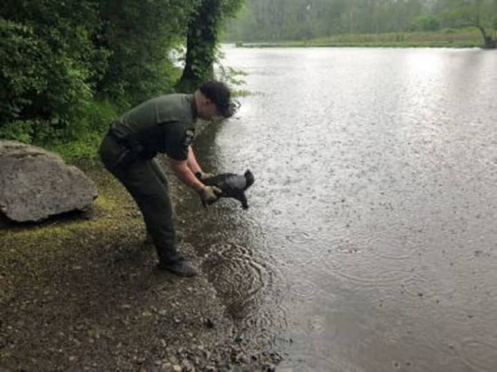 Officers rescued a snapping turtle after the animal attempted to cross busy highway in Orange County.