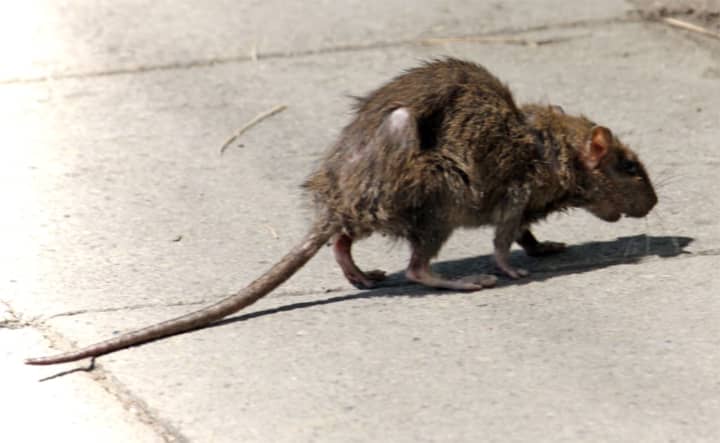 Rats are making the rounds in one Nassau County hamlet.