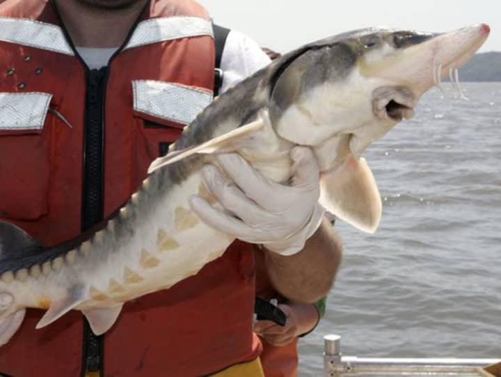 The Atlantic sturgeon is showing signs of population recovery.