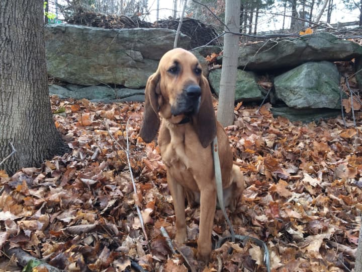 Connecticut State Police K9 Texas, a nonaggressive brown bloodhound, is missing in Danbury. He is wearing a green tracking vest and a leash.