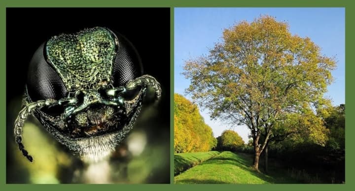 This striking green beetle may be responsible for a mass kill-off of New Jersey&#x27;s ash trees.