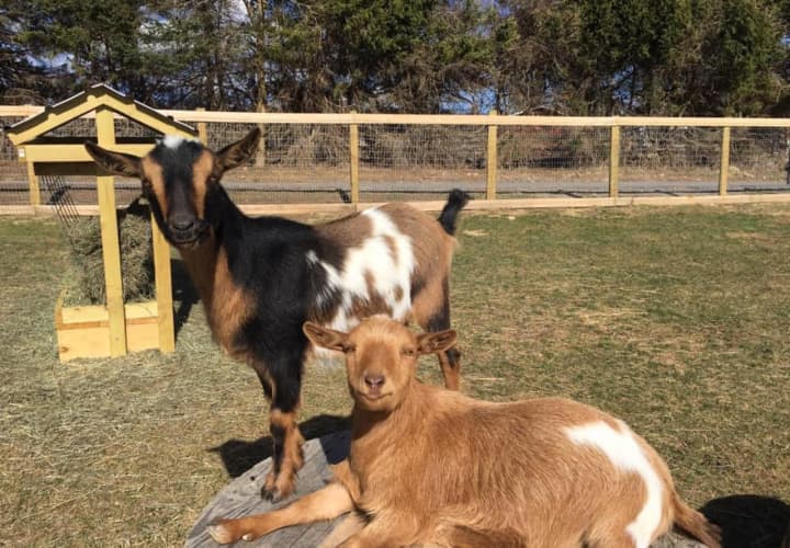 Calvin and Hobbs, the new goats at Tilly Foster Farm.