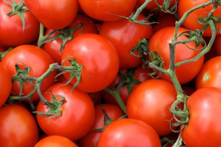 The event will include different varieties of pick-your-own tomatoes out in the field, so guests can be sure to pick what they like and discover some new favorites.