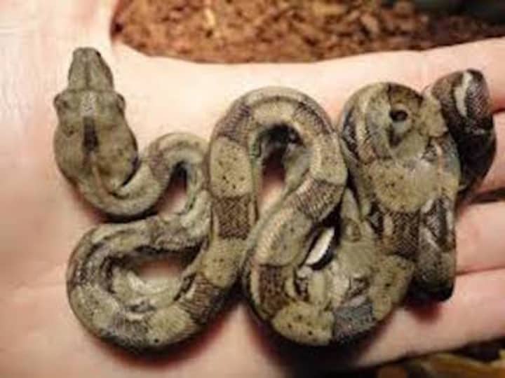 A boa constrictor that was found on Lakeside Drive last week has found a new home.