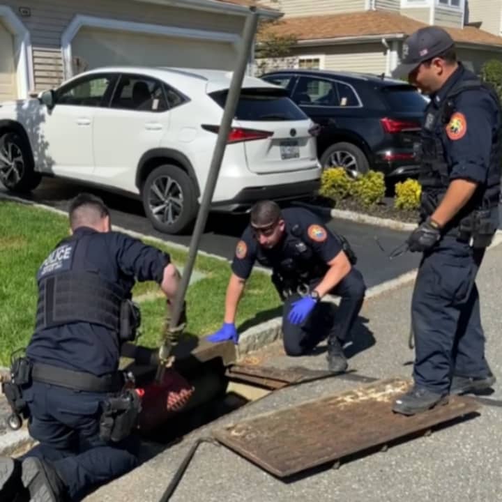 Nassau County Police officers rescued two baby goslings from a storm drain in Plainview Wednesday, May 18.
