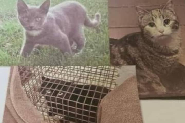 Two Long Island women are accused of abandoning cats at Tanner Park in Copaigue.