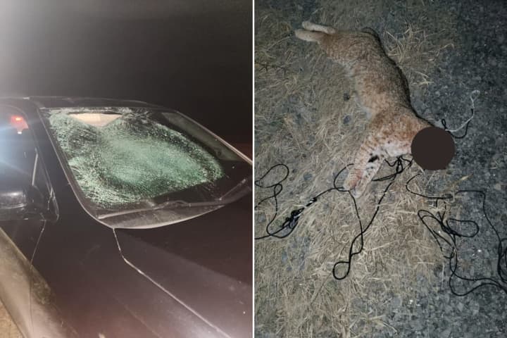 New York State Police are investigating after a couple struck a bobcat that was suspended over I-88 from the Schoharie Turnpike bridge in Duanesburg Monday night, Jan. 9.