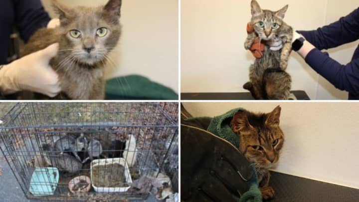 A father and son are facing charges after police said more than two dozen cats were found living in hoarding conditions at their Islip home.