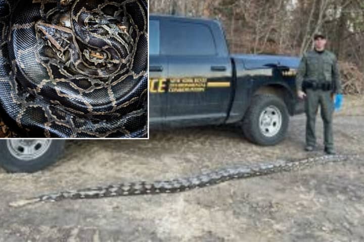 Environmental Conservation Officers found a 14-foot reticulated python dead on the side of the road in Medford on Tuesday, Feb. 14.