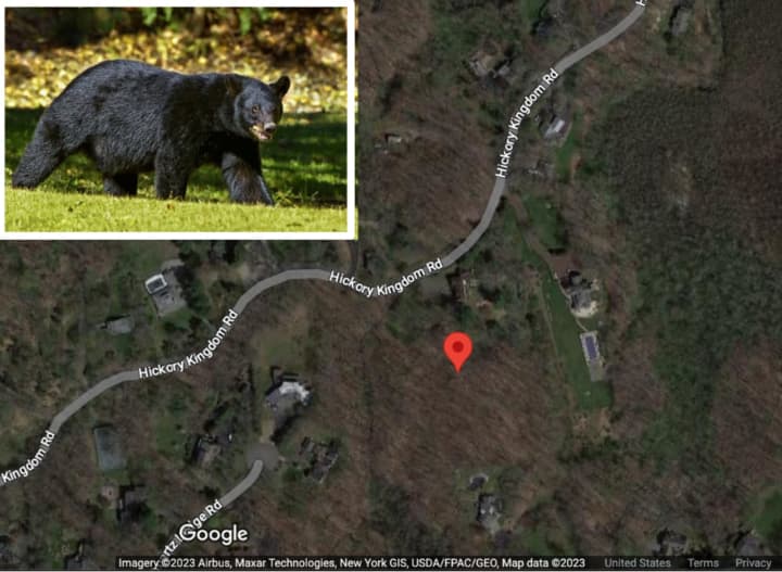 The bear attack happened on Hickory Kingdom Road in North Castle, police said.