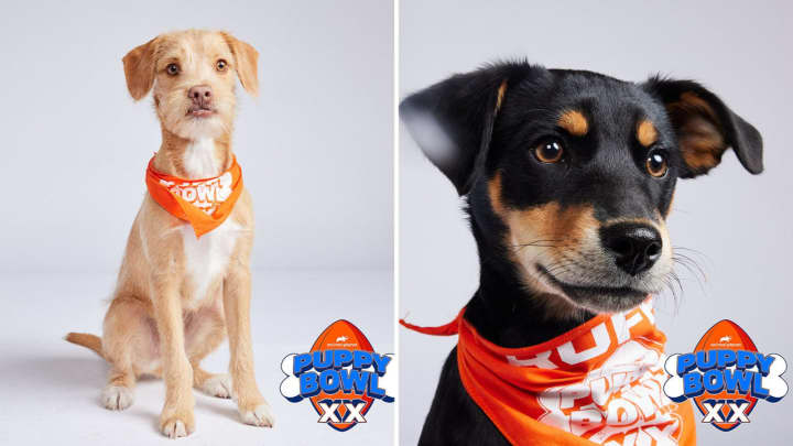 Two dogs from SPCA Westchester, Dallas (left) and Melody (right), will be participating in Puppy Bowl XX.