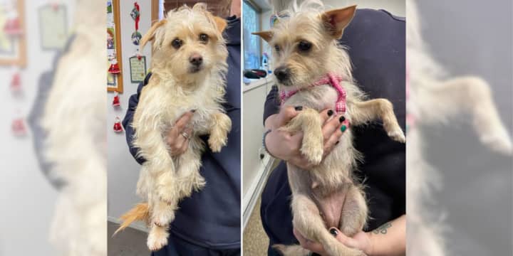 Thelma (right) and Louise were abandoned at&nbsp;Sunken&nbsp;Meadow State Park on Tuesday, March 5.&nbsp;
