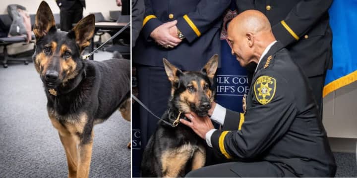 Suffolk County Sheriff&nbsp;Errol&nbsp;Toulon, Jr. welcomed the agency's newest K9, Hondo, at a ceremony on Thursday, March 21.&nbsp;