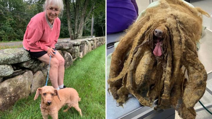 Pierre is pictured with his new owner, Marcella (left), after being found extremely matted in a Hudson Valley home (right).