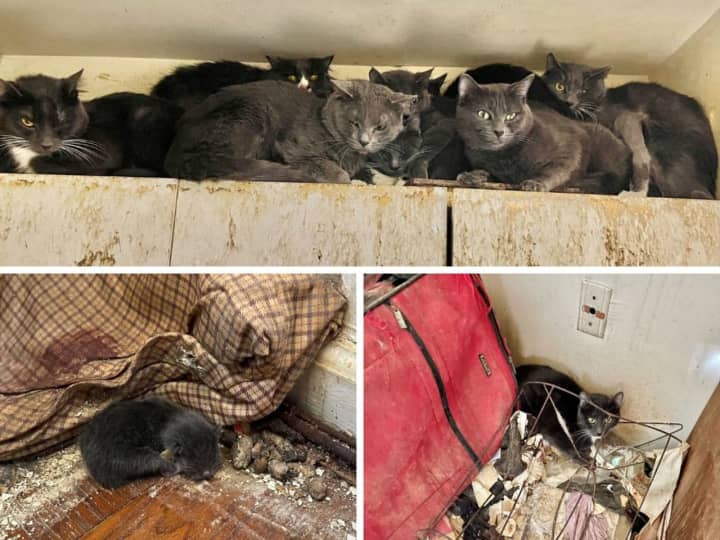Nearly 40 cats were found living in filth and garbage in a White Plains apartment.&nbsp;