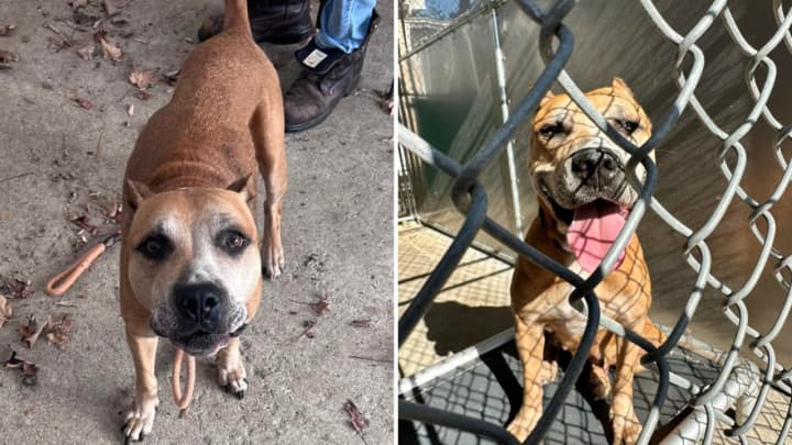Adopt-a-Dog in Armonk has asked the community for information after a dog was found chained to the shelter&#x27;s front door.