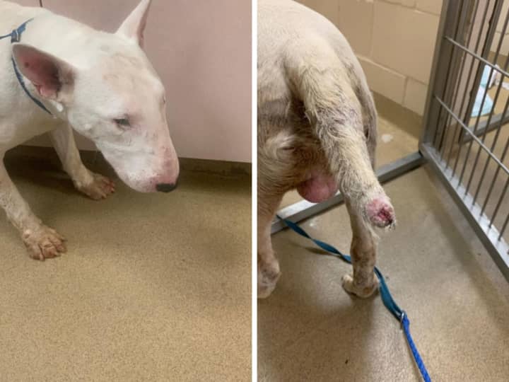 &quot;Buster,&quot; a male bull terrier, was kept in a filthy cage for 10 days straight and suffered conditions such as a chewed-up tail.