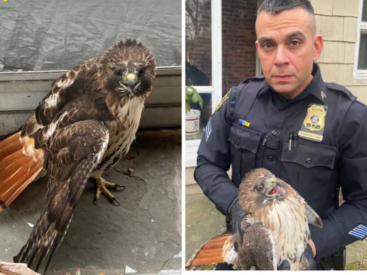 Greenburgh police officers rescued a hawk that crashed through the window of a residence in town.