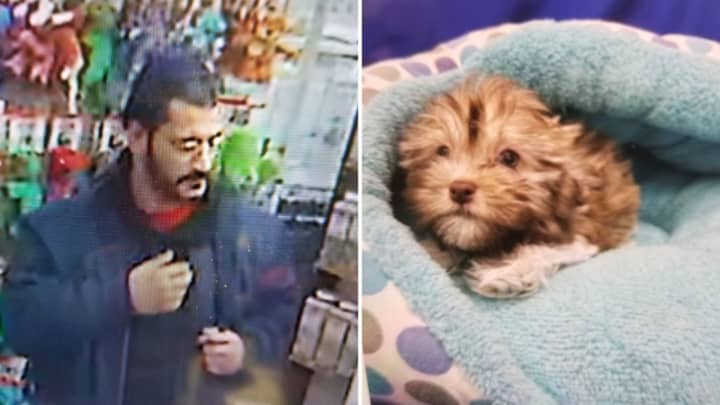 Police are searching for a man who is accused of stealing a 3-month-old puppy from a Huntington Station pet store.