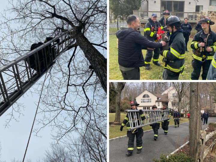 Firefighters from the Croton-on-Hudson Fire Department rescue a cat from a tree.