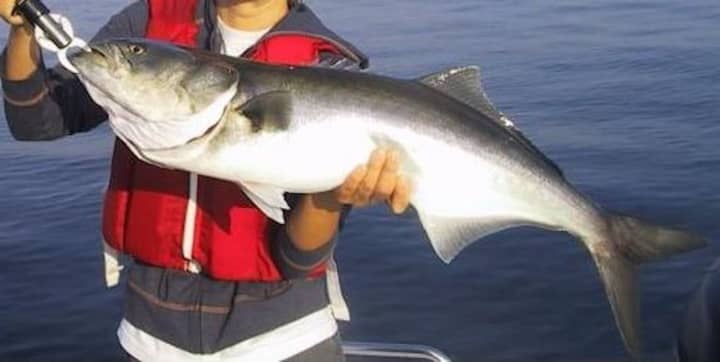 A large bluefish about 20 pounds.