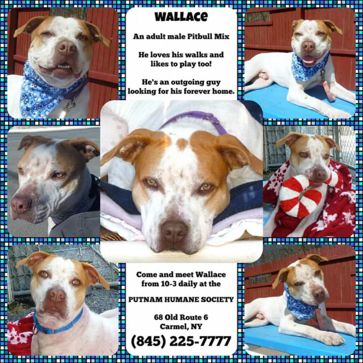 The Putnam Humane Society in Carmel invites residents to meet Wallace, a male pit bull mix.