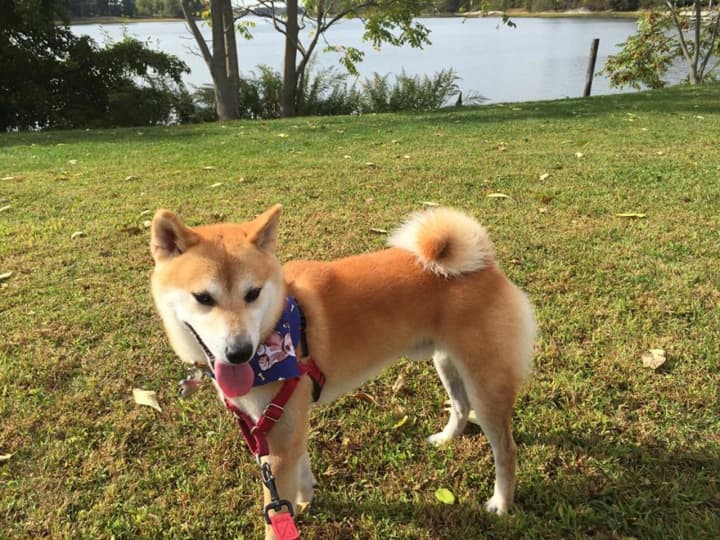 The New Rochelle owner of a lost Shiba Inu named Joe is looking for him.