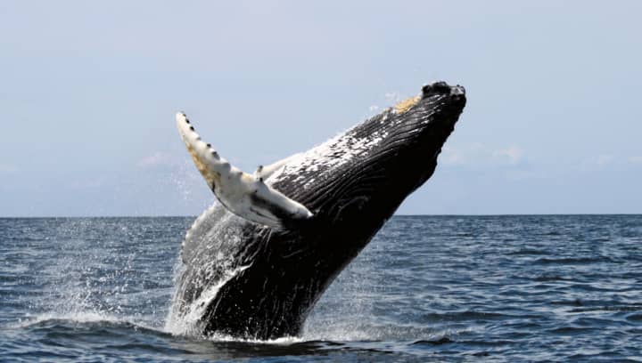 A humpback whale was sighted off of Long Island Sound, near Larchmont and Mamaroneck.
