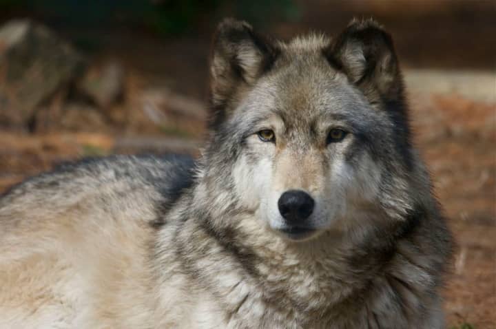 Connecticut&#x27;s Beardsley Zoo in Bridgeport is supporting wolves during Lobo Week  March 27 to April 1. Two Mexican Gray wolves and two Red wolves live at the zoo where activities on wolf conservation are planned.