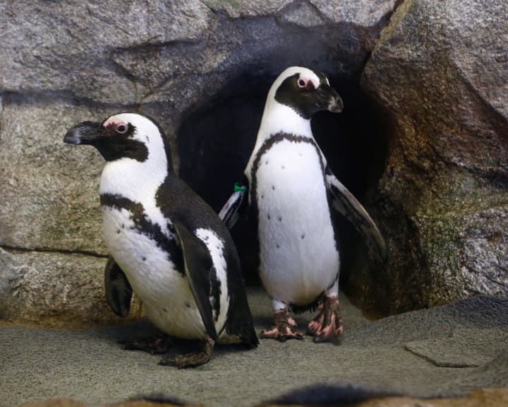 Two of the penguins who will be visiting the Beardsley Zoo in Bridgeport through September 30.
