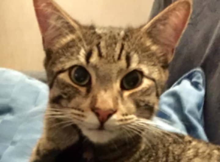 Jagger, a 1-year-old tabby cat is missing in Scarsdale.