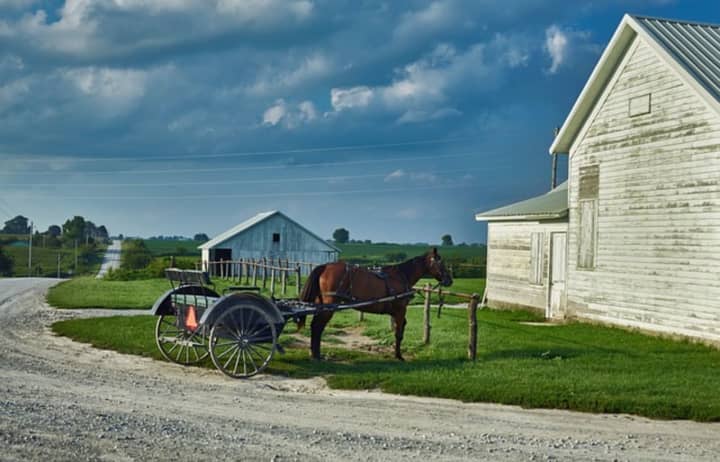Amish wagon and horse.
