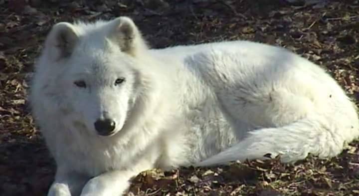 Atka, a 13-year-old, 90-pound wild Arctic gray wolf, will visit the Scarsdale Public Library on Monday.