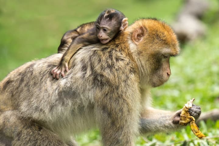 A baby monkey and its mom seen in the wild.