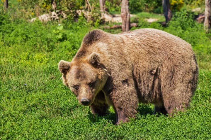 Brown bears killed 70 people in the US in the past 50 years, researchers said.