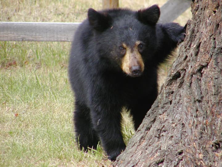A rabid black bear cub was found in Lewisboro.
